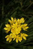 Allium moly RCP6-09 036.jpg